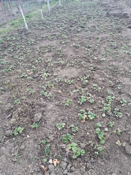 Vand stoloni de capsuni