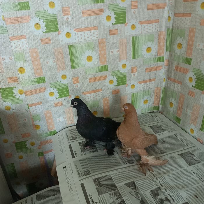 Голуби мелконосые