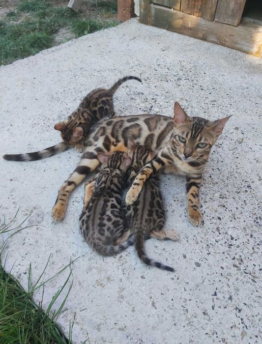 Чистокръвни Бенгалски котки