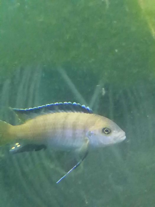 Продам напольный аквариум