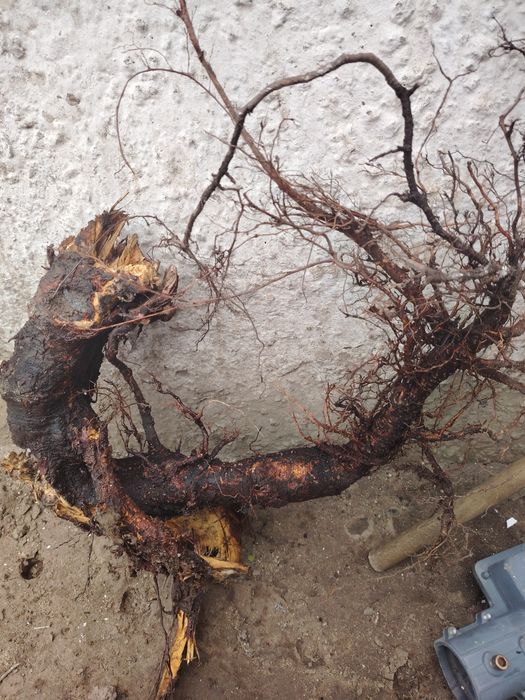 Продам коряги для аквариума продам звоните