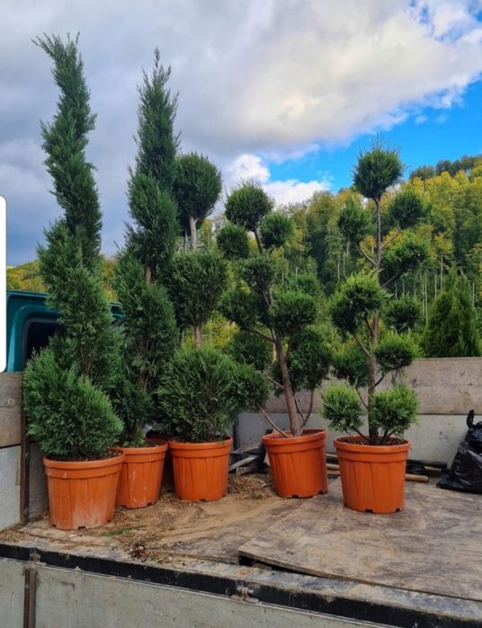 Pon pom, spirale, glob cu tija 3, arțar roşu/ Catalpa etc