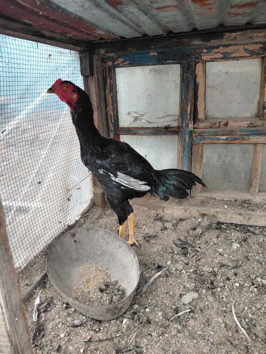 Хуроз сотилади ёш соглом