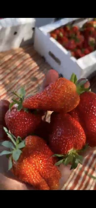 Клубника на оптом от 500кг