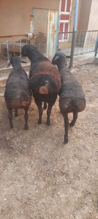 Кой, тоқты қошқар сатылады. Сойып берем