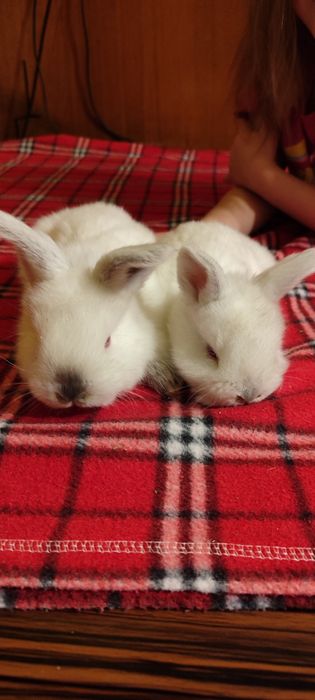 Крольчата беленькие