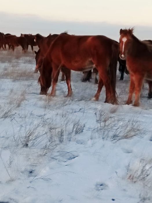 Екі бие сатылады казаки