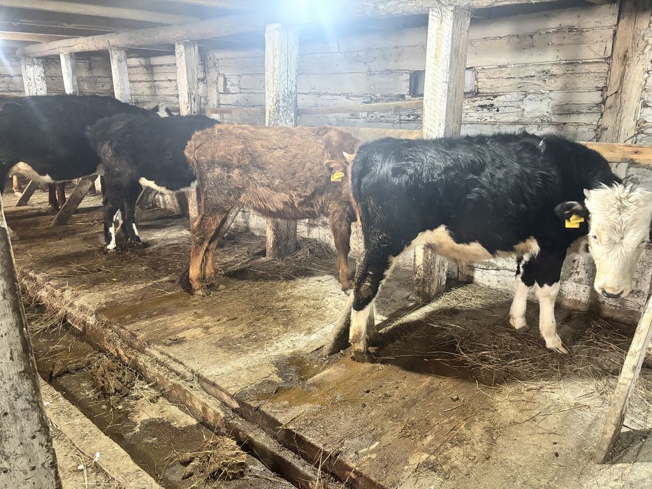 Продаю КРС шесть голов