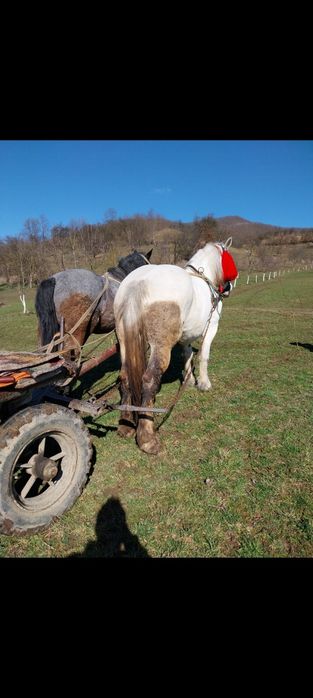Vând iapa și cal garantați de ham