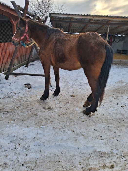 Vând iapa sau schimb