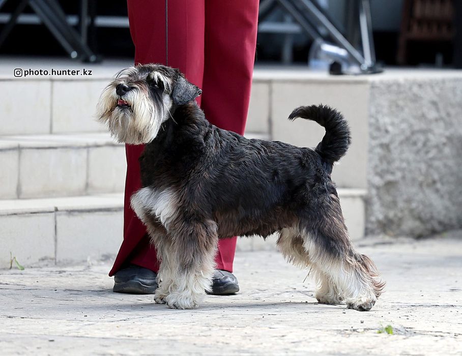 Вязка кабель Цвергшнауцер