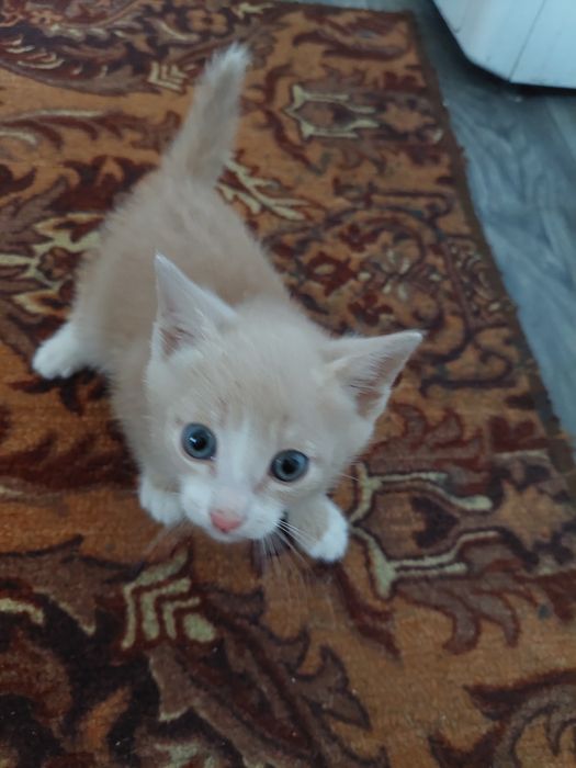 Котёнок в добрые руки