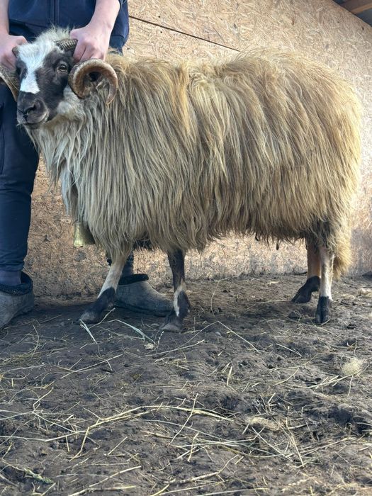 Vând berbec breaz, de 2 ani.