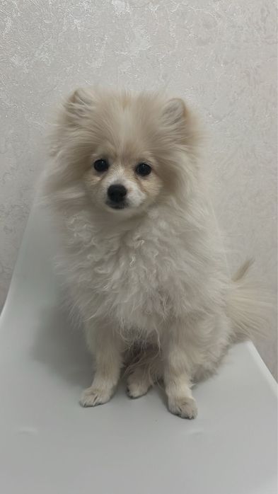 Собака Шпиц 3 месяца