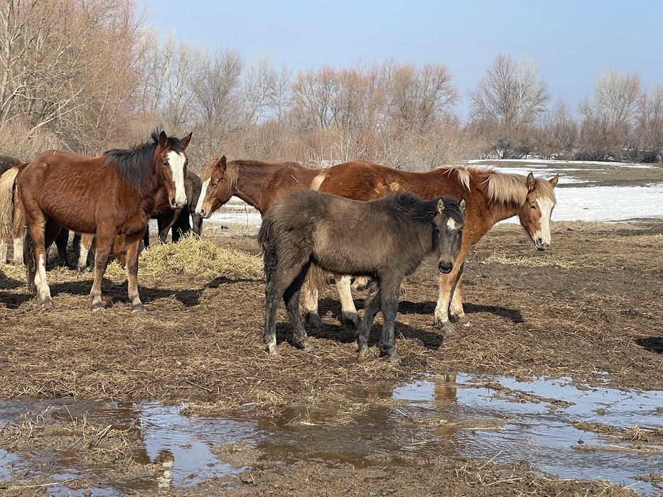 Продам жеребцов 25 голов