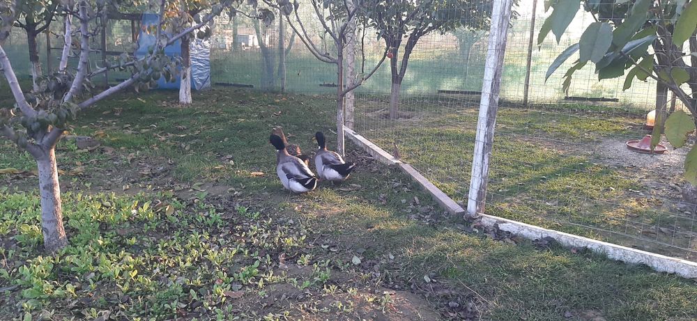 Vand rate si ratoi  Rouene