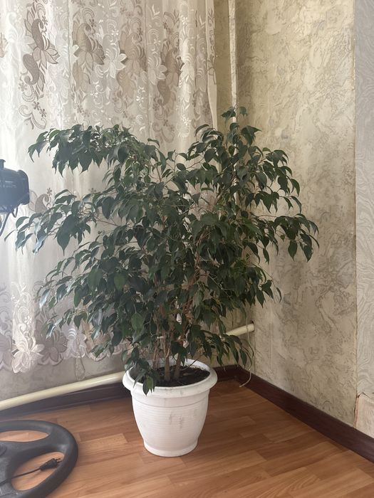 Цветок фикуса продам