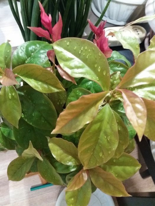 Комнатные растения