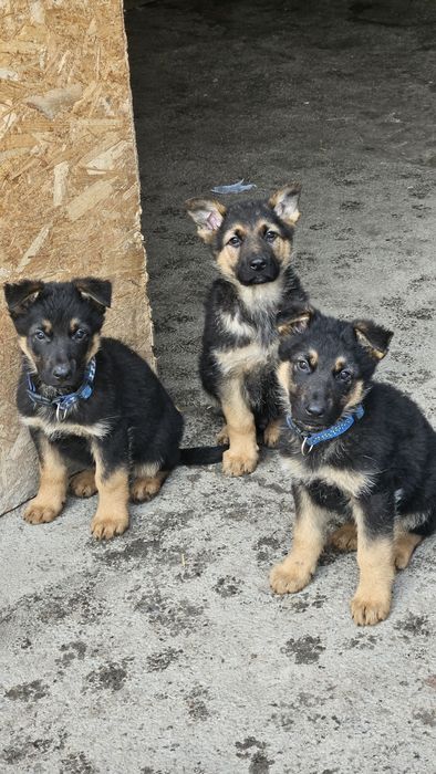 Продам щенков немецкой овчарки