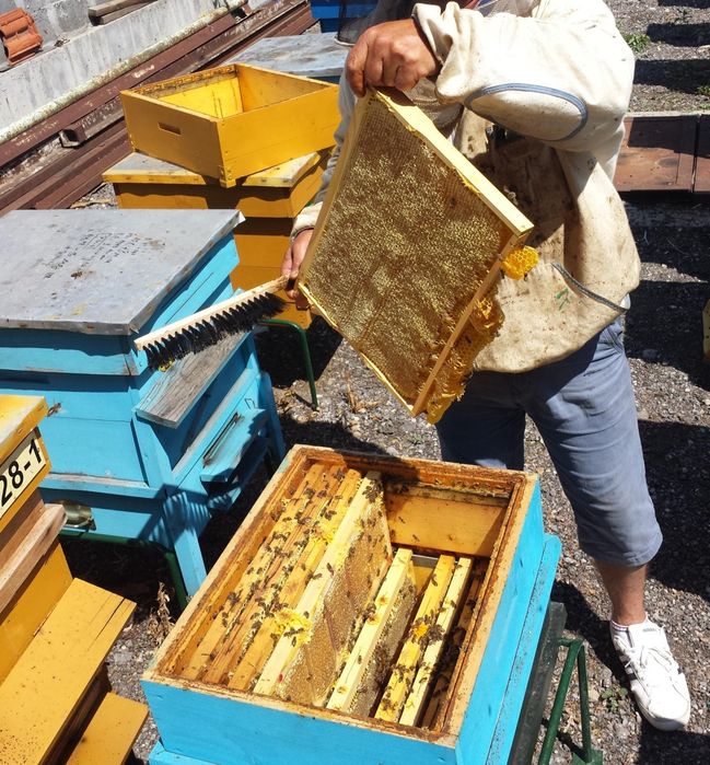 Пчелни семейства