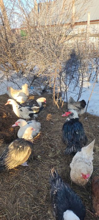 Продам индоуток цена 8000