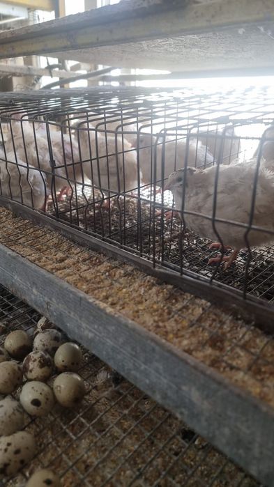 Prepelițe polare și giumbo gold de casa