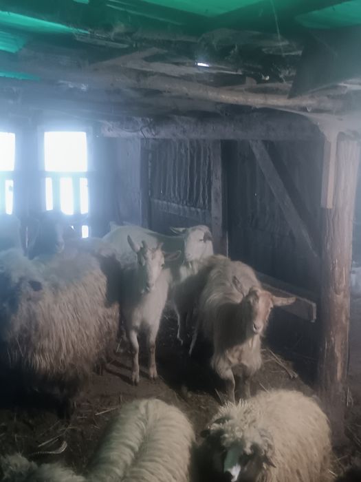 Vind animale domestice