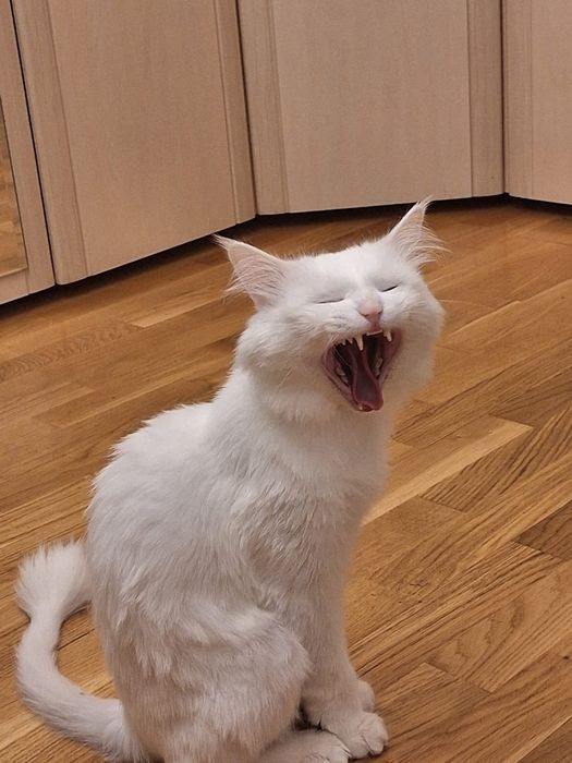 Ищем партнершу Для вязки!!!