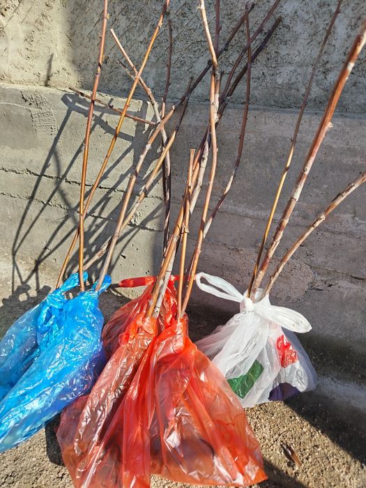 Саженцы малины, смородины