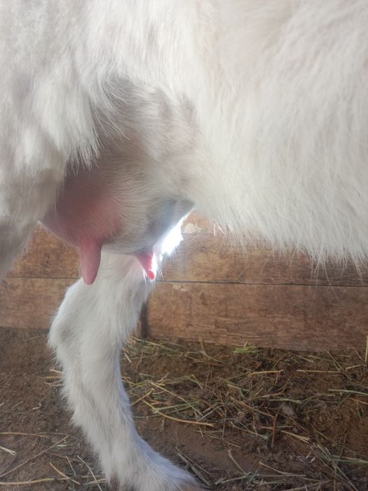 Занен ешкі сатылады