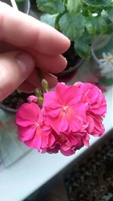 Продам цветы комнатные