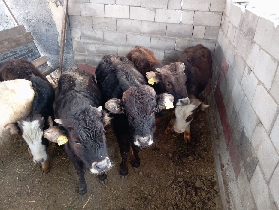 Продам бычков домашних