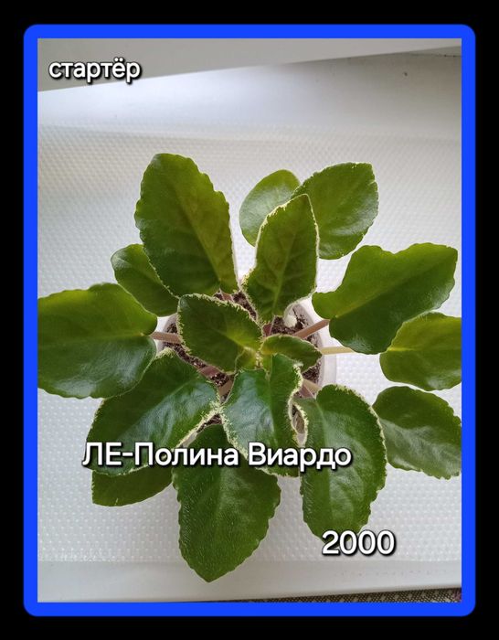 Фиалки сортовые.