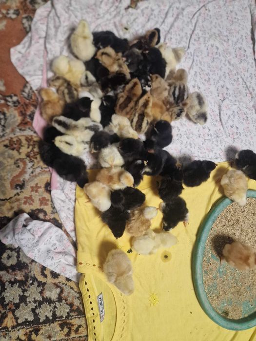 Vând pui de găină ,rasă mixtă ( golași, din oua verzi)