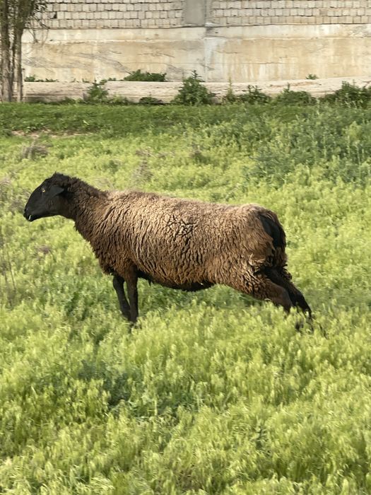 Soglom ona qoylar sotiladi