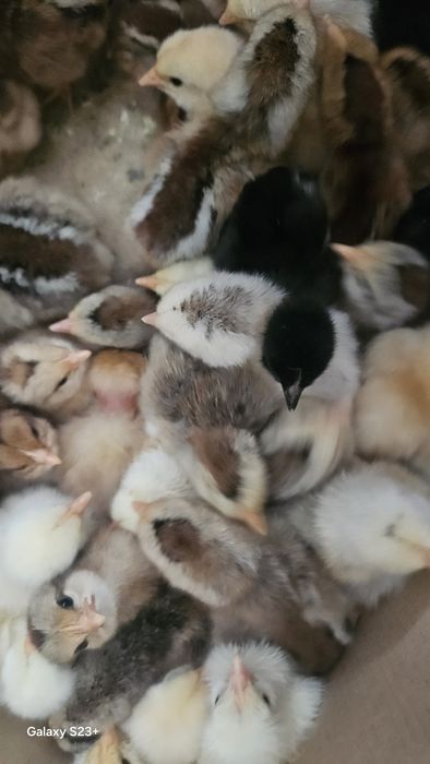 Oua de gaina proaspete si pui de o zi