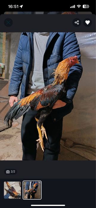 Мошейник алданып калманыздар