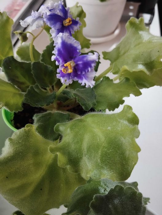 Фиалкочка махровая