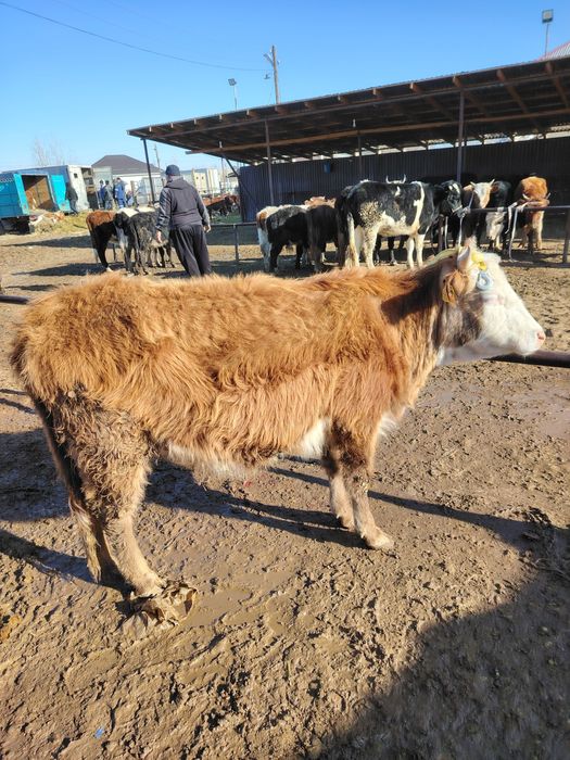 Қашар сатылады 350мын