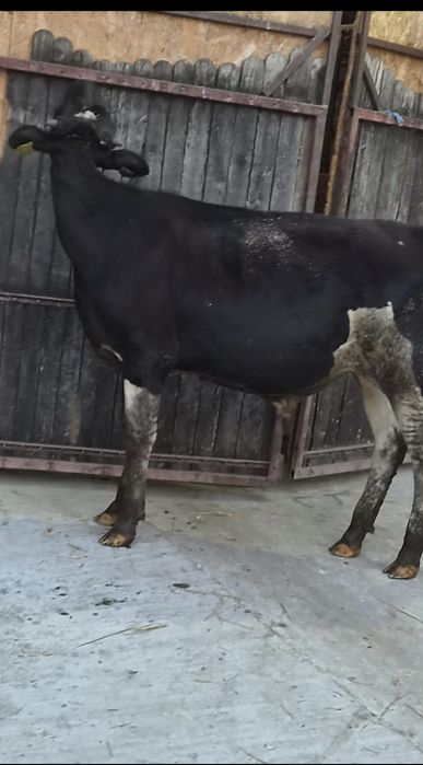 Vitei taurasi bivol