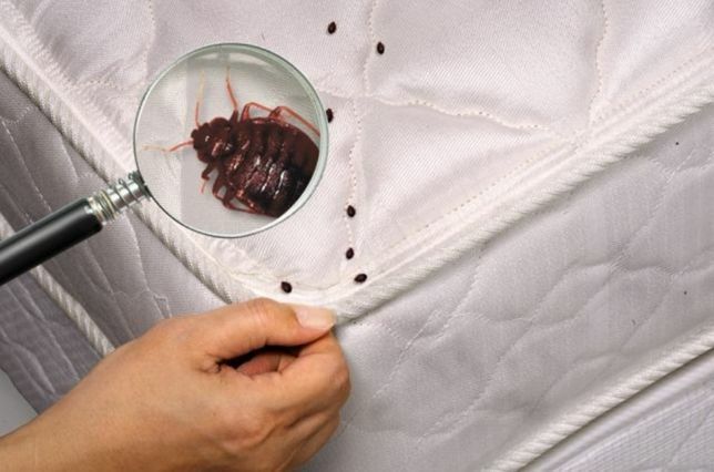 Дезинфекция Dezinfeksiya (Гос.Лицензия) в Ташкенте и Чирчике