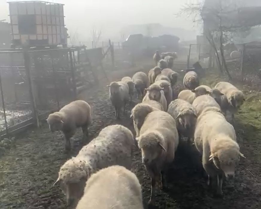 Vand 10 oi  pe ales,  tigaie rosie talie mare