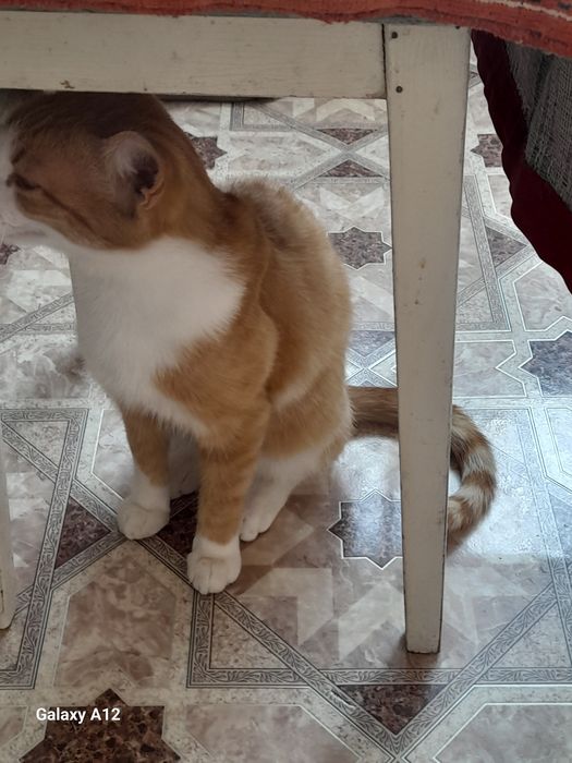 Котик в добрые руки