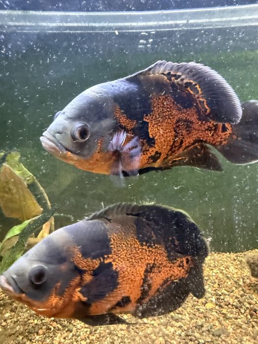 Продам Астронотусы