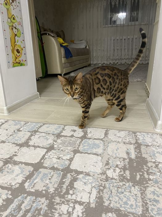 Бенгальская кошка