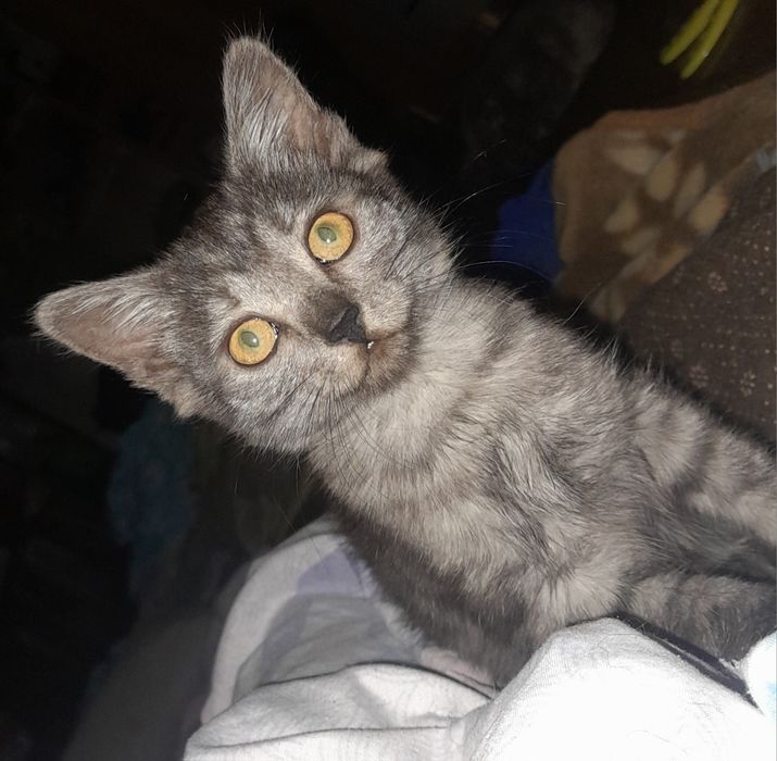 Котёнок девочка ищит дом
