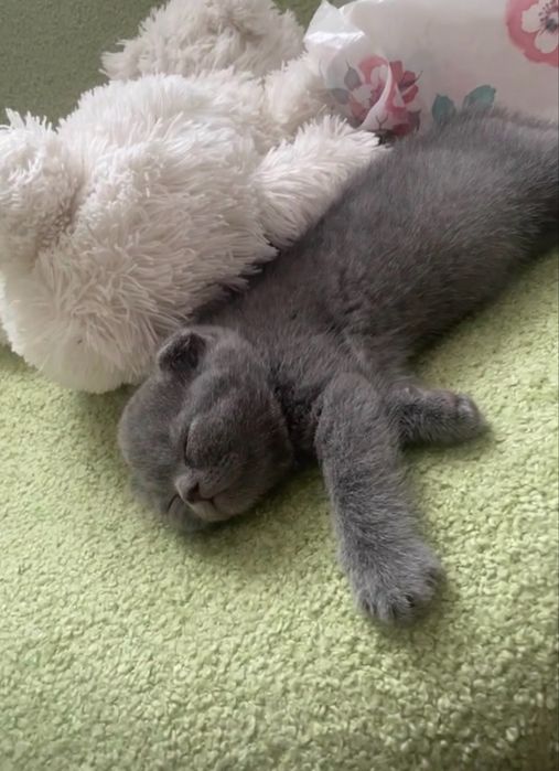 Котенок вислоушка