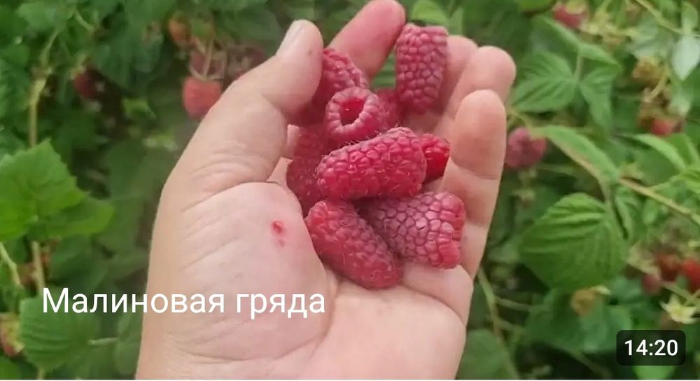 Продам саженцы малины ремонтантные сорта