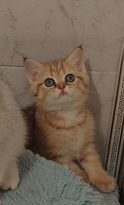 Золотые шиншиллы серебро шиншиллы