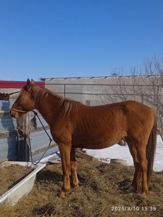 5 жасар биe сатылады